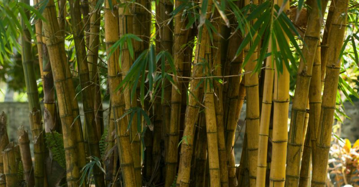 What To Do If Your Neighbor&rsquo;s Bamboo Spreads Into Your Virginia Yard