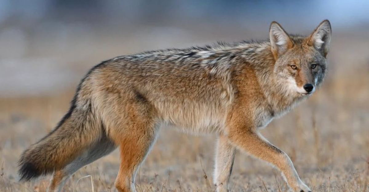 What To Do When A Coyote Appears In Your Georgia Yard