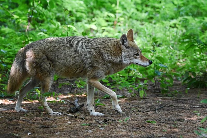 Stay Calm And Keep A Safe Distance