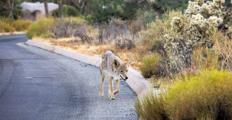 coyote on the road