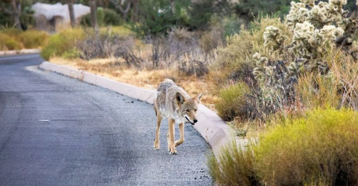 What To Do When A Coyote Appears In Your South Carolina Yard And Mistakes To Avoid
