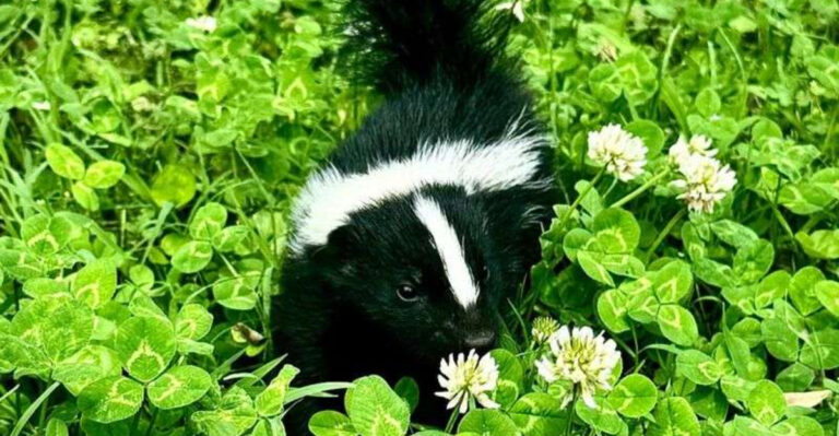skunk in bushes