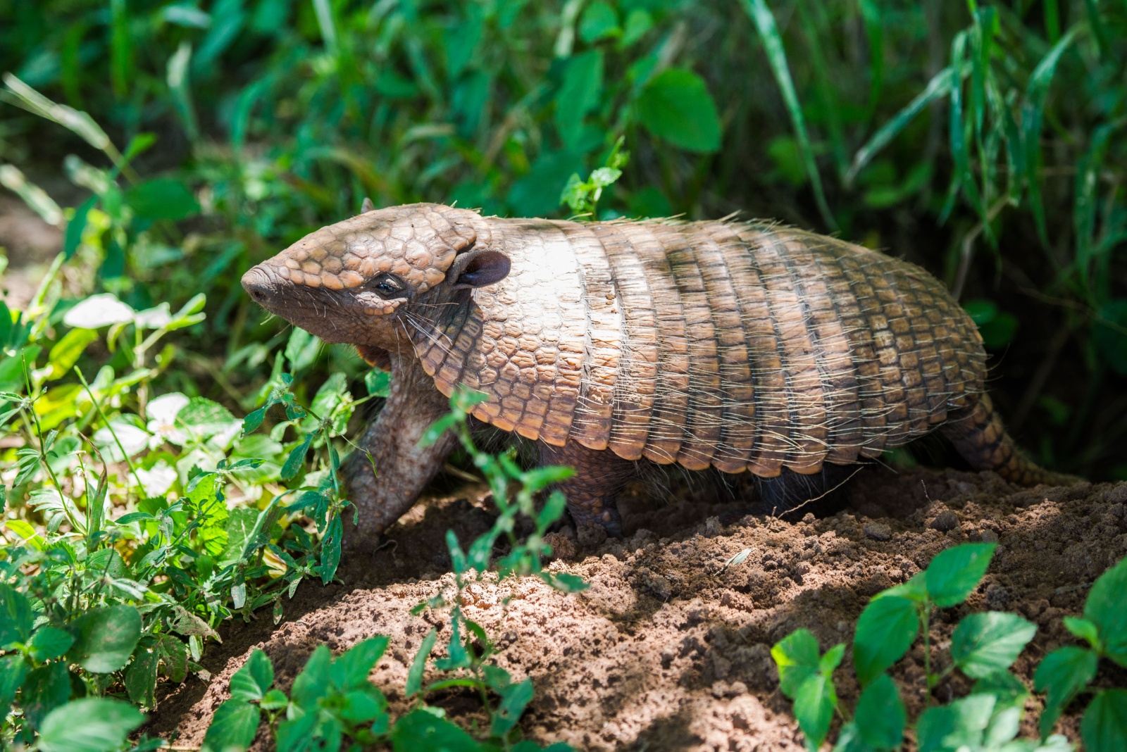 armadillo in yard