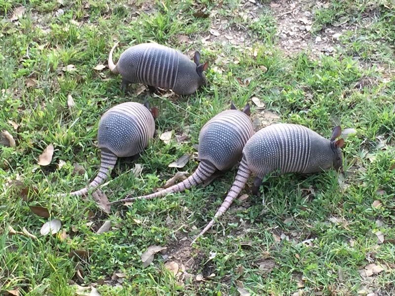 Install Motion-Activated Sprinklers Throughout Your Property