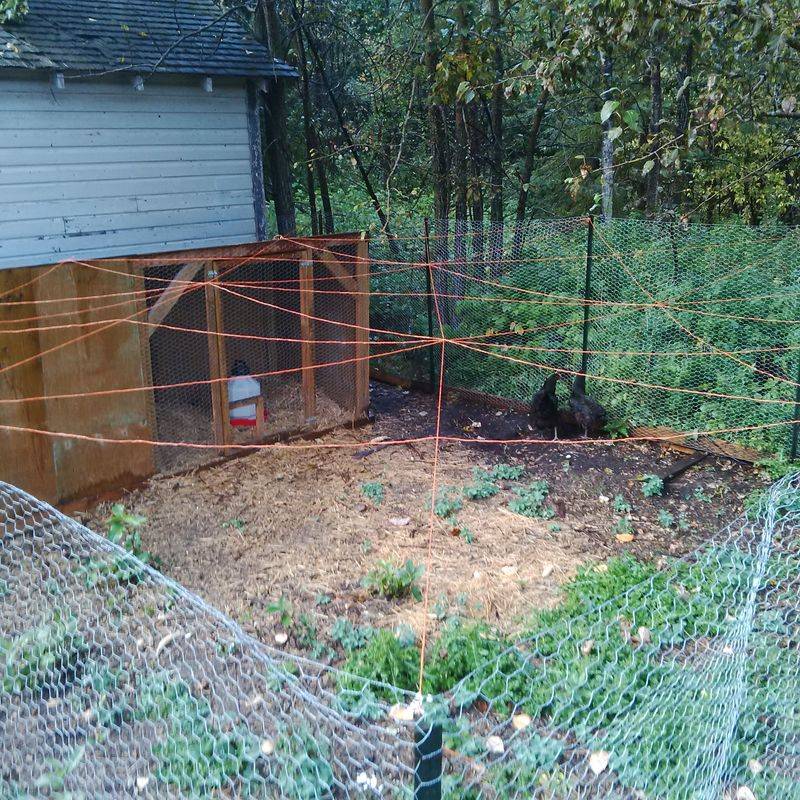 Install Protective Netting Or Wire Mesh Over Vulnerable Areas