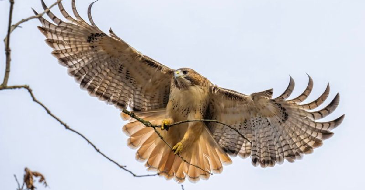 What To Do When Hawks Start Hunting Near California Gardens
