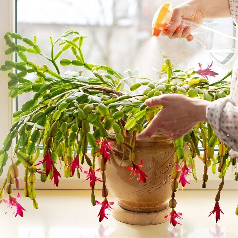 Watering Adjustments After A Pot Change And Long-Term Care Tips For A Happier, Healthier Plant