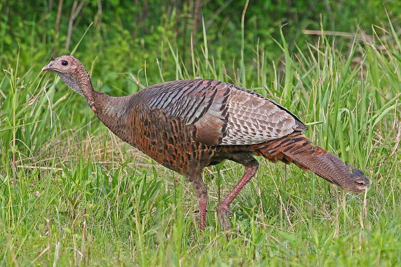 Understand Why Turkeys Are Thriving In Connecticut Suburbs