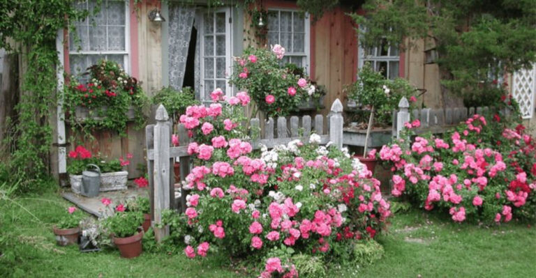 roses in garden