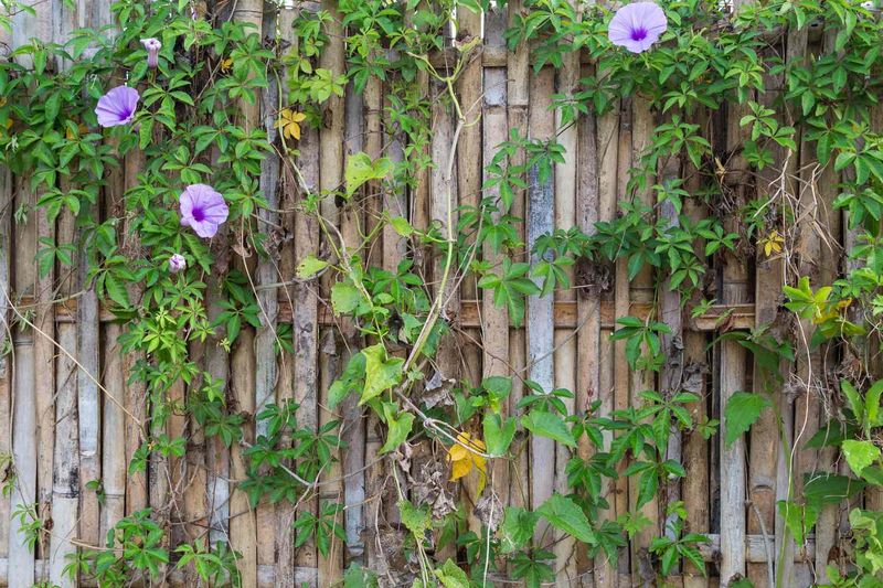 You Have The Right To Trim Back To Your Property Line