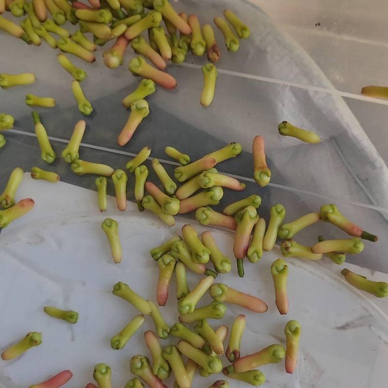 The Simple Trick That Helps Clove Seeds Sprout