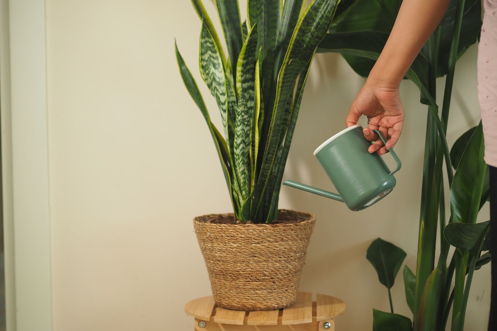 What You Really Need To Know About Plant Watering In Winter