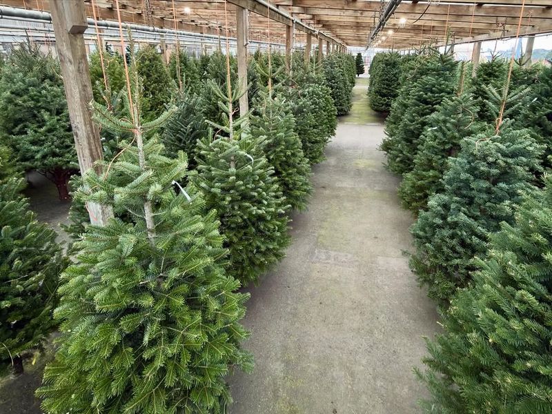 Noble Fir Christmas Trees