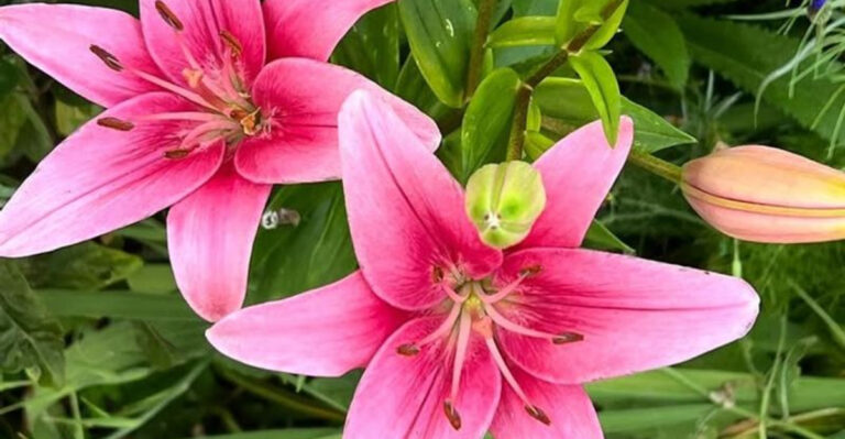 pink lillies