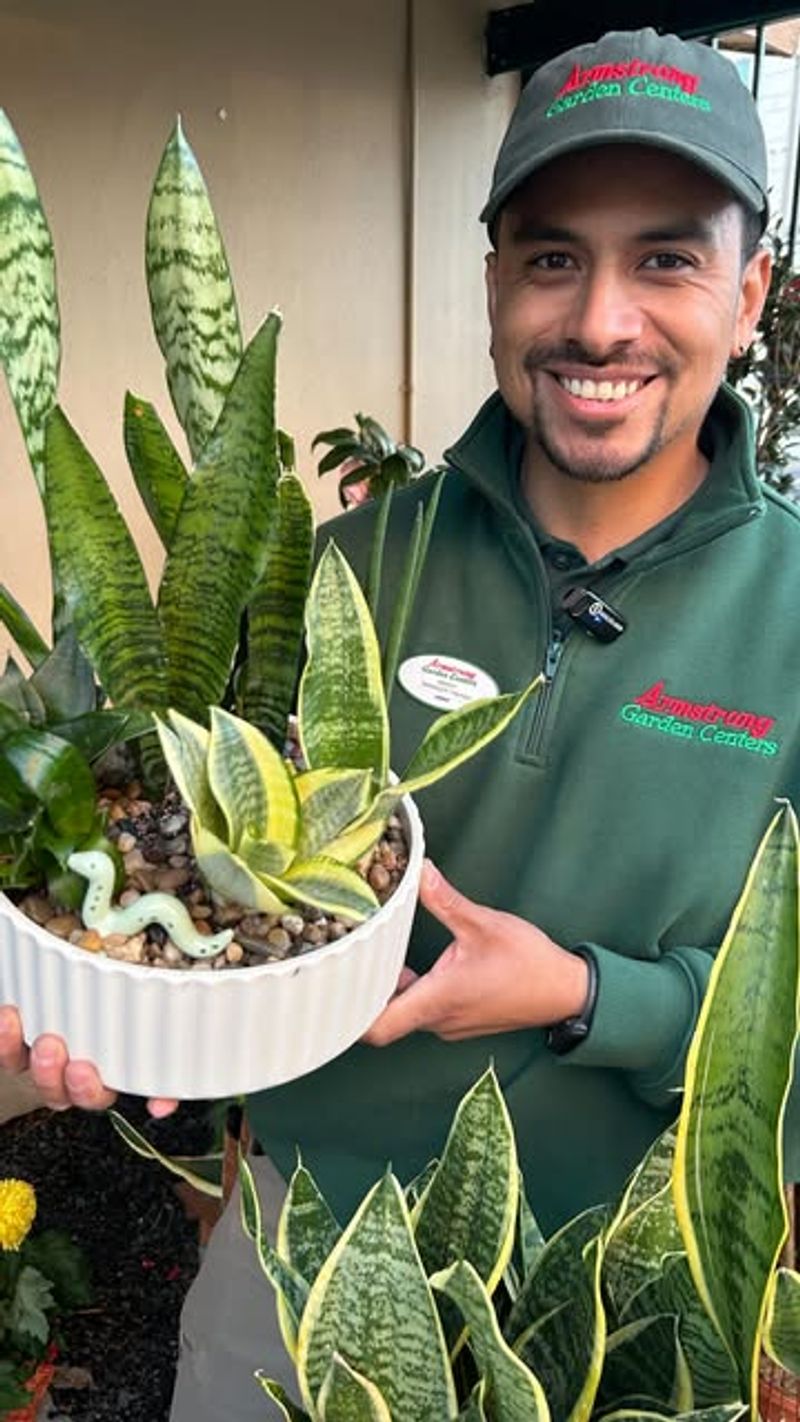 Snake Plant Owners Are Resilient And Practical