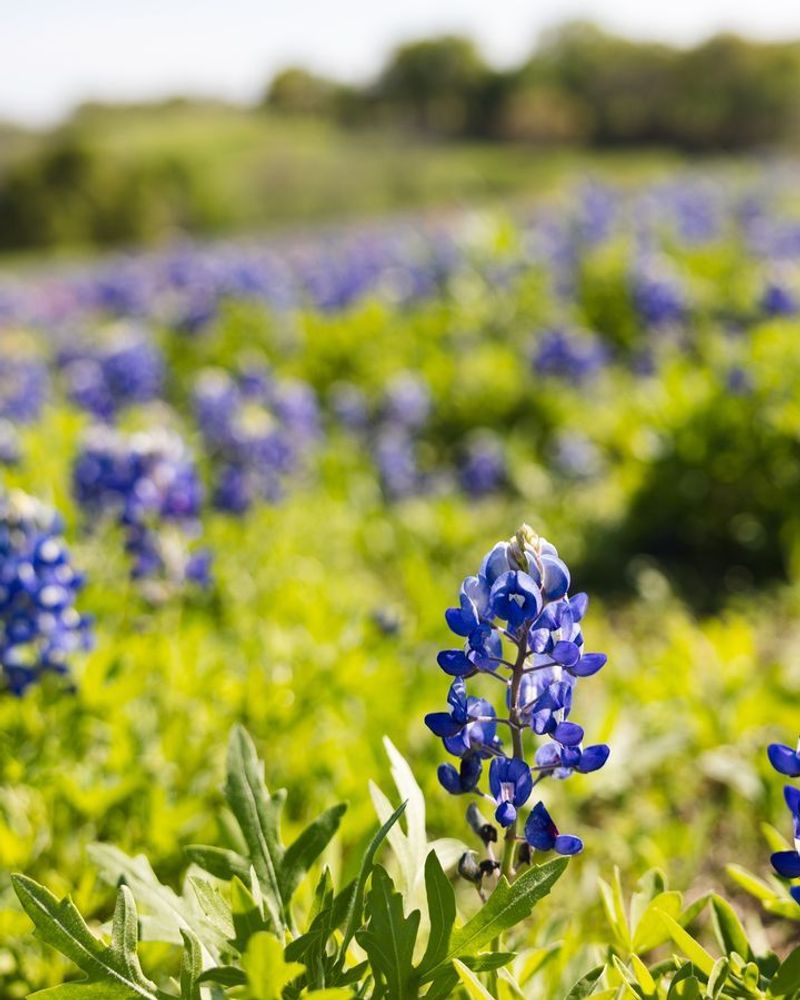 Bluebonnets: The Proud Texan