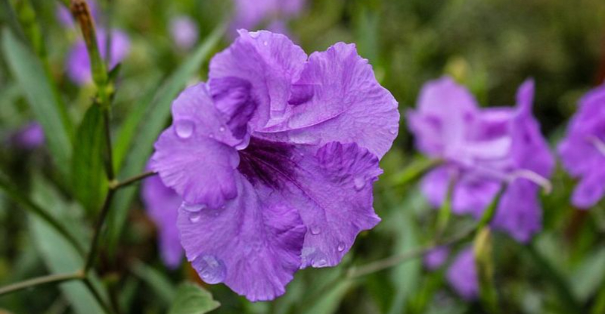 What Your Favorite Plant Says About Your (Texas Edition)