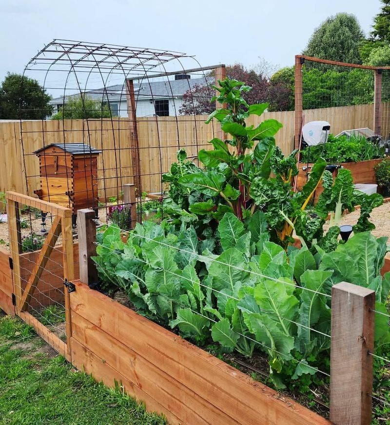 The Organic Vegetable Enthusiast