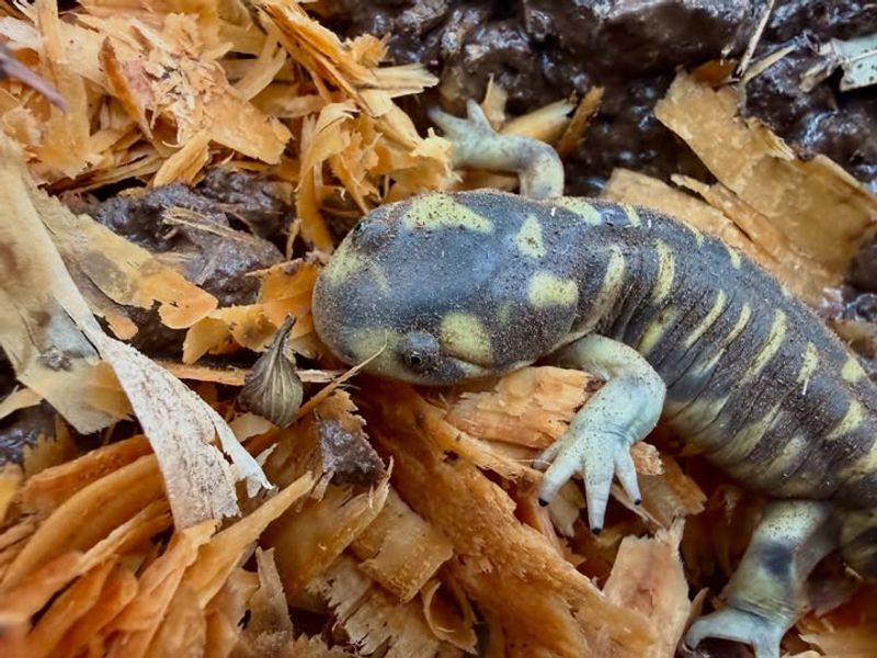 Mulch Creates Perfect Moisture Conditions