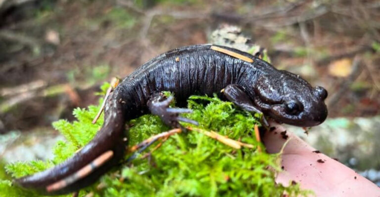 Salamanders (featured image)