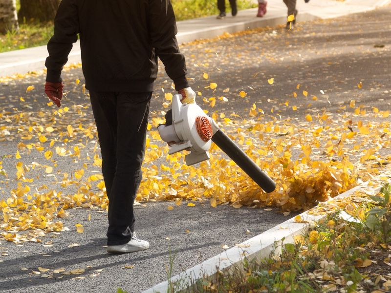 What Michigan Courts Say About Natural Debris Disputes