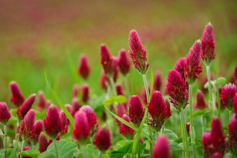 Using Crimson Clover As A Cover Crop Or Living Mulch
