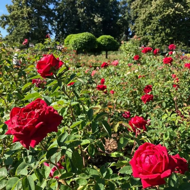 Choosing Disease-Resistant Roses For Long-Term Success