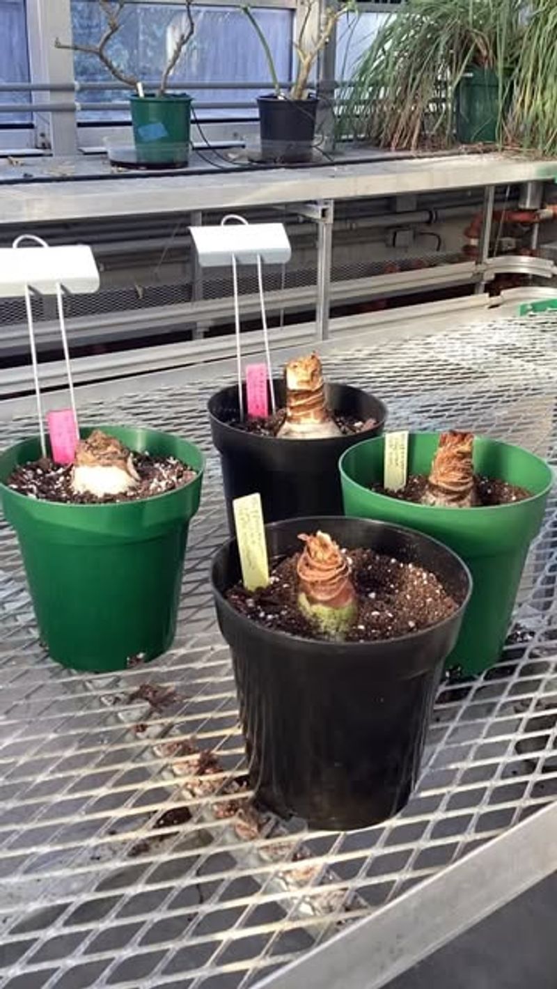 Why Stopping Water Is The Most Important Step In Forced Dormancy