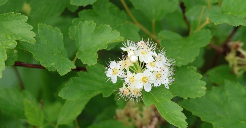 How To Choose Shrubs That Stay Reliable Year After Year