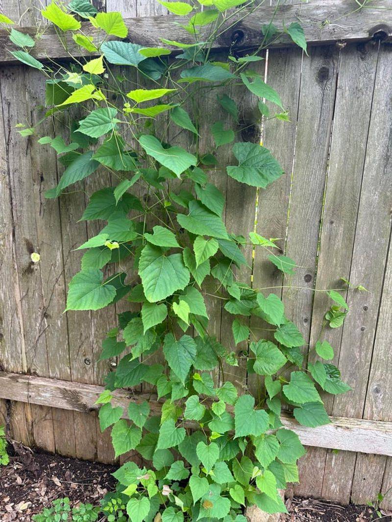 Why Communication With Your Neighbor Still Matters