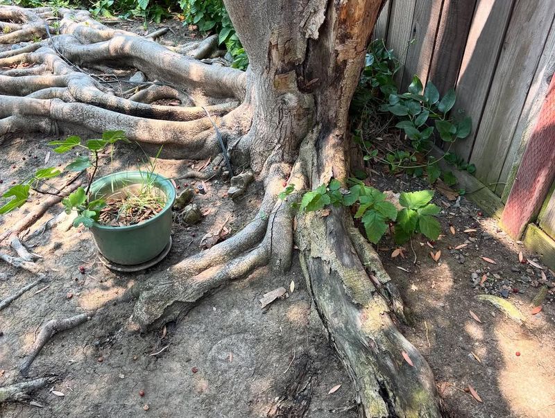 Proving A Tree Was Dangerous Or Diseased