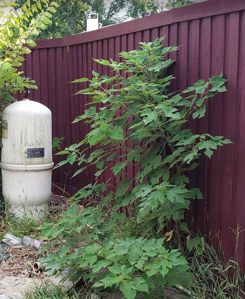 When the Invasive Plant's Main Root System Is On Neighbor's Property