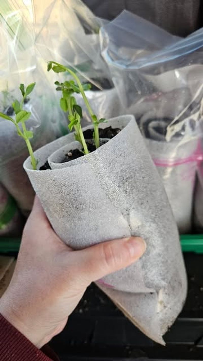 Easy Tips That Keep Your Seed Snails Running Smoothly