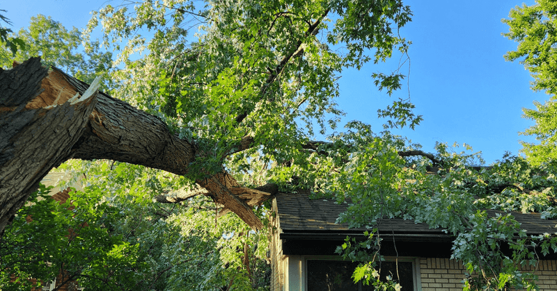 Recognizing Signs Of A Dangerous Or Diseased Tree