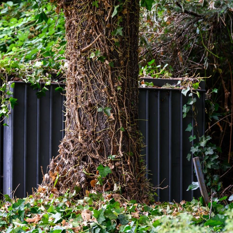 When Invasive Vines Physically Grow Across The Boundary