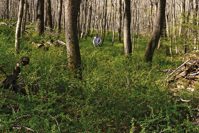 Tick Trouble Starts Here