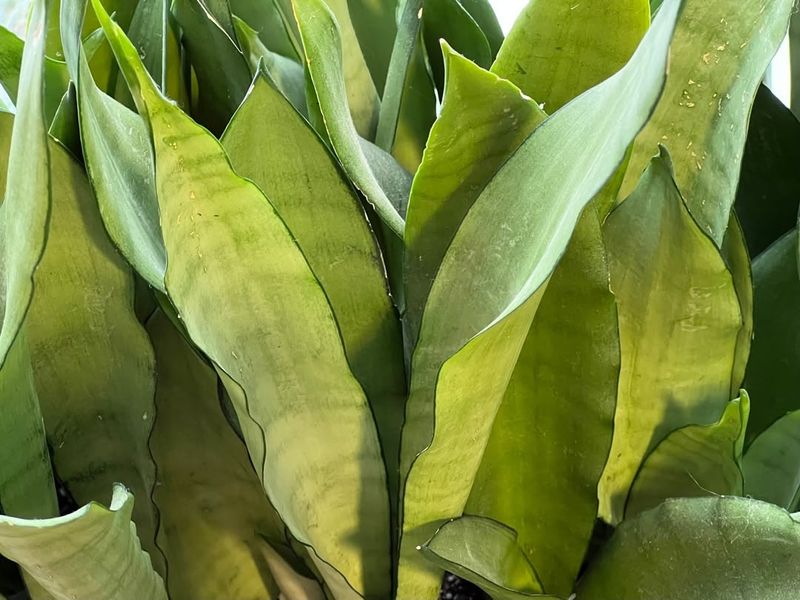 How To Maintain The Spiral Shape Without Extra Effort