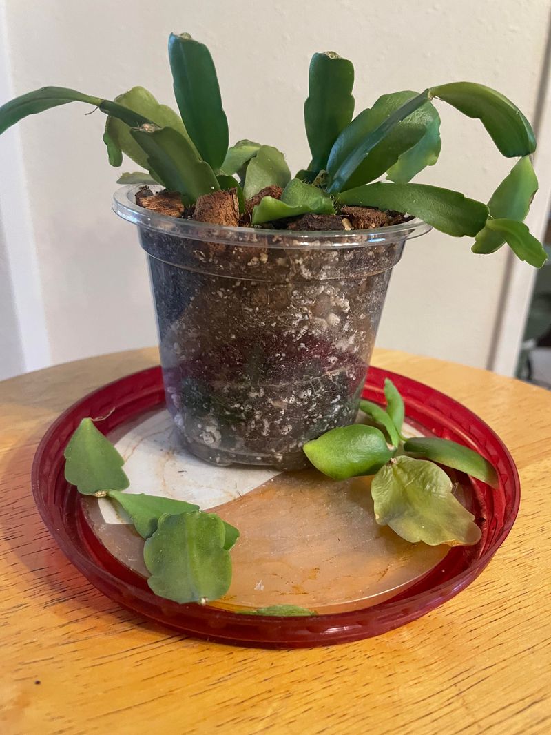 Common Mistakes That Cause Buds To Drop