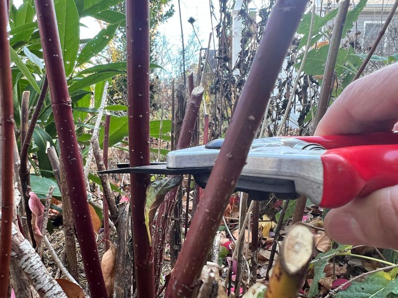 How To Choose The Right Hardwood Stems