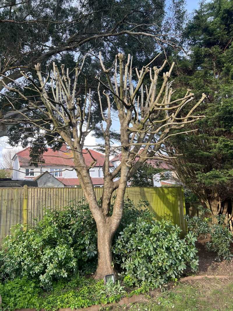 Trimming Branches That Cross Property Lines