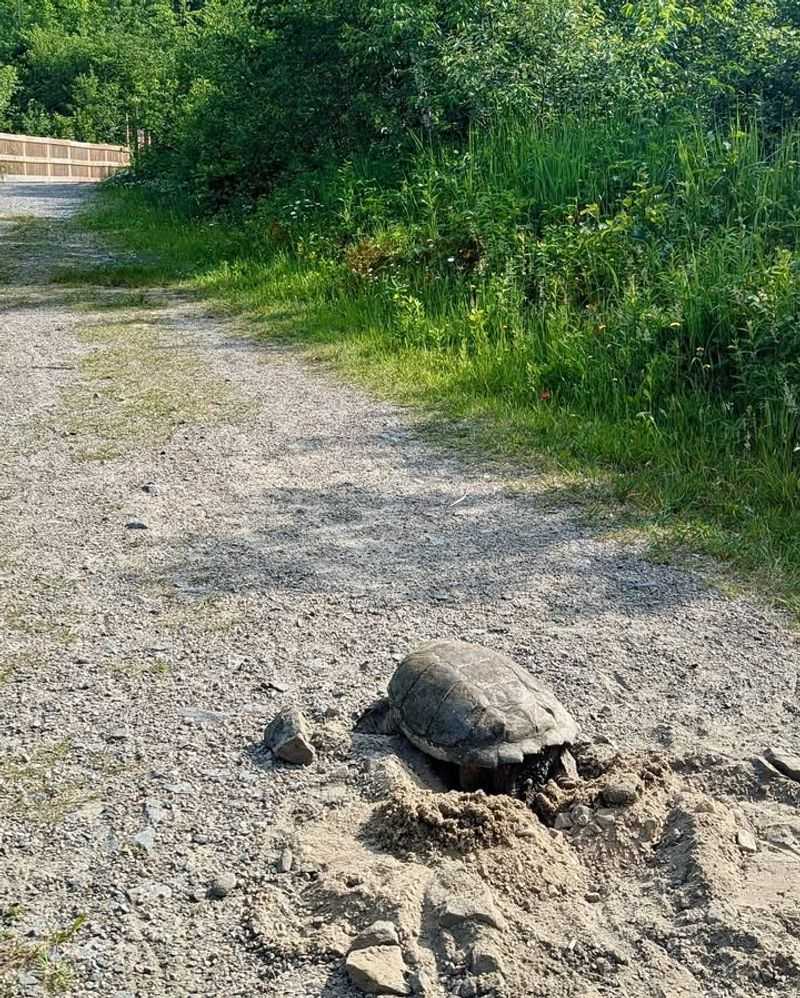 How To Create A Turtle-Safe Pathway In Your Yard
