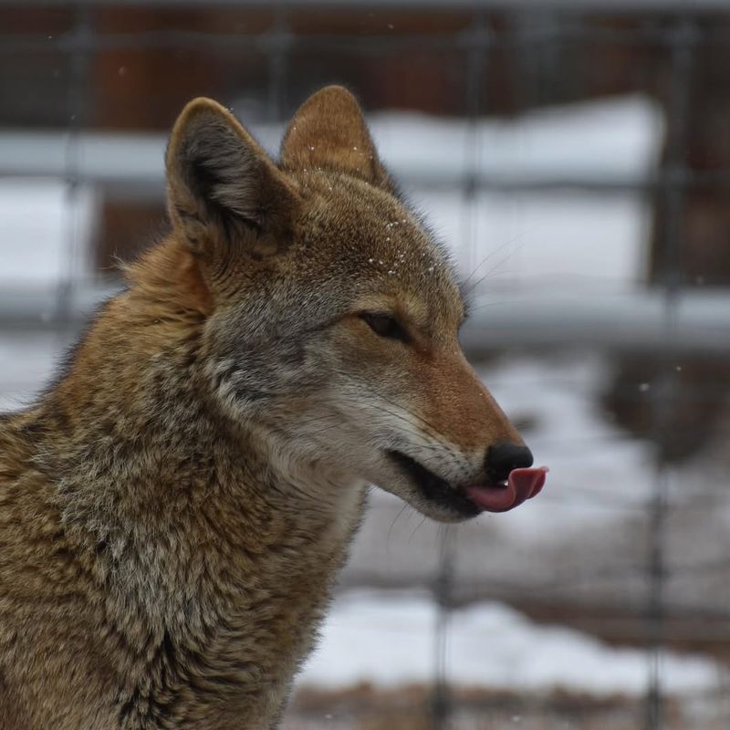 Why Coyotes Rarely Linger After Passing Through