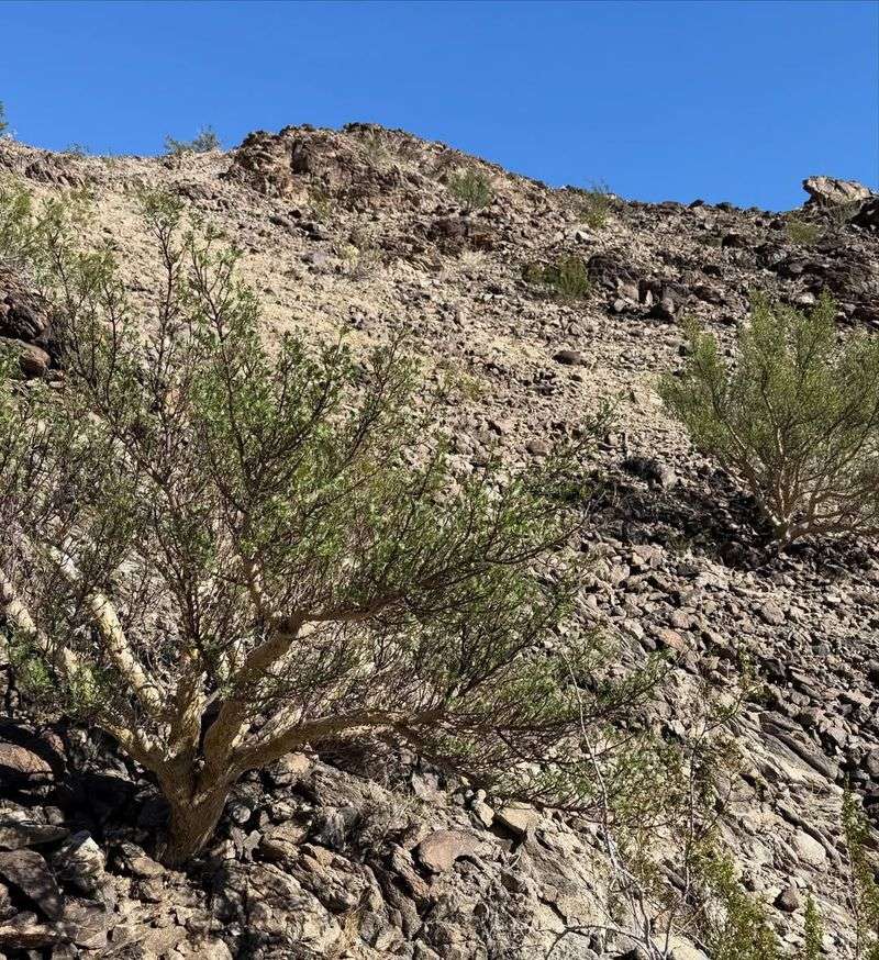 What Happens To Creosote During Long Dry Spells