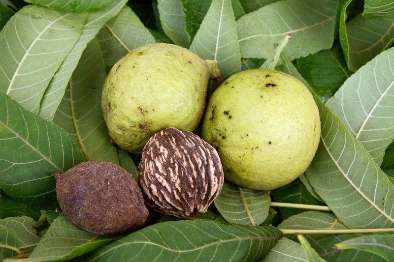 Next To Walnuts Or Juglone-Producing Trees