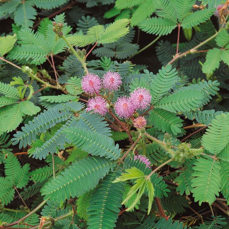 Why The Sensitive Plant Fits Florida's Climate
