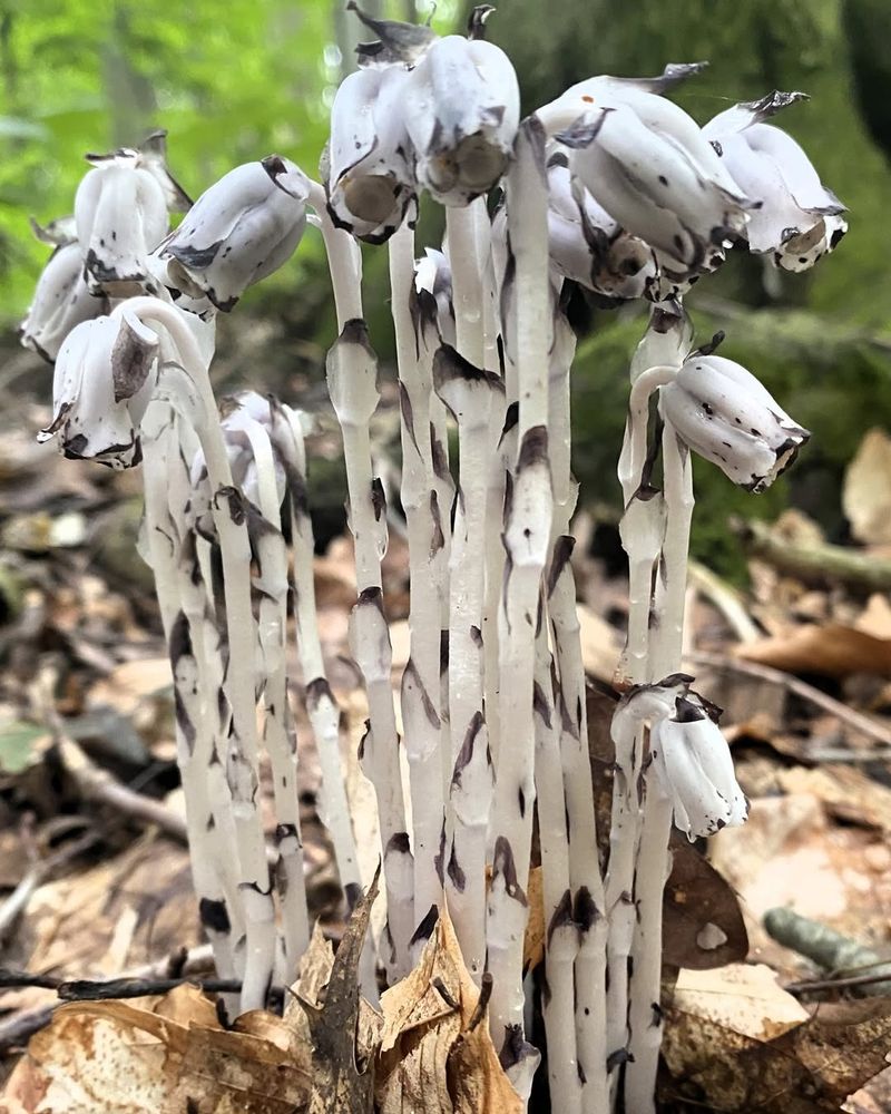 What Its Sudden Appearance Says About Forest Health