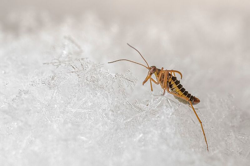 How Snow Scorpionflies Survive Freezing Temperatures