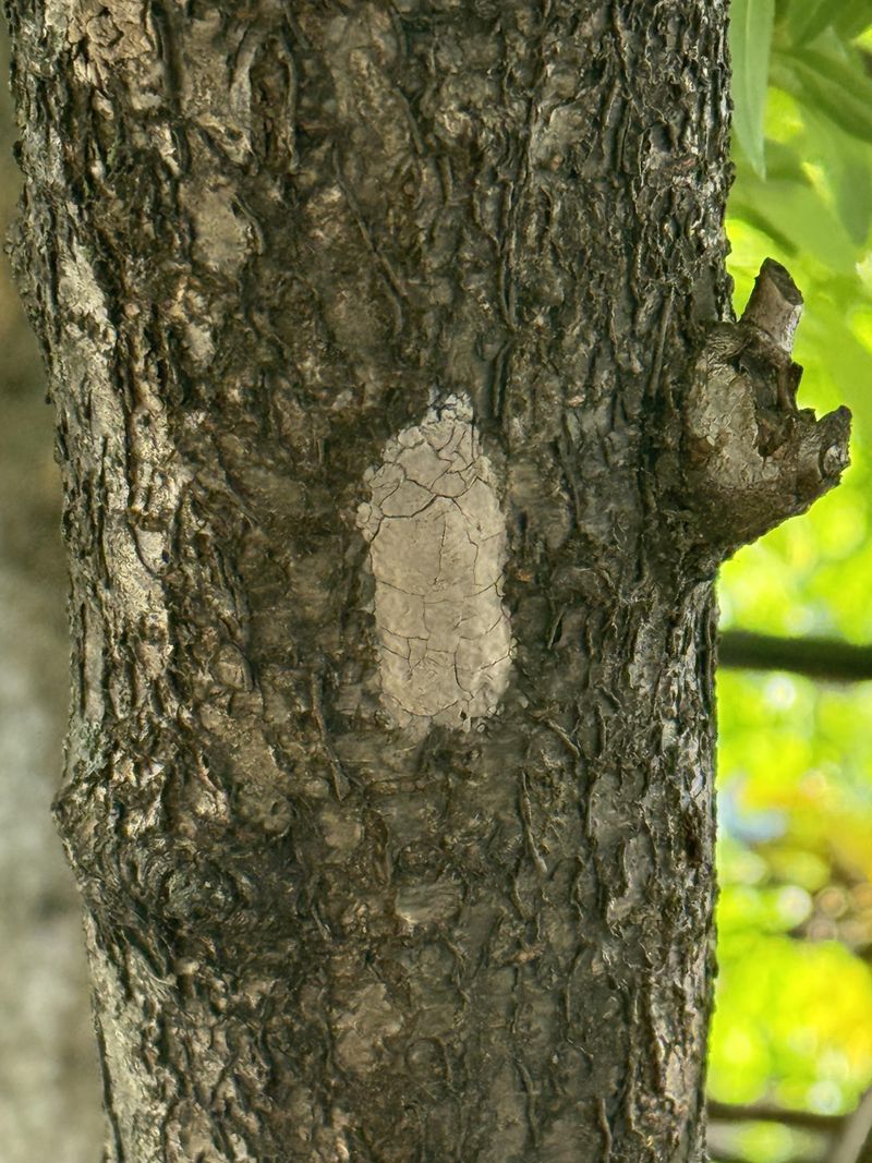 How To Identify Spotted Lanternfly At Every Life Stage