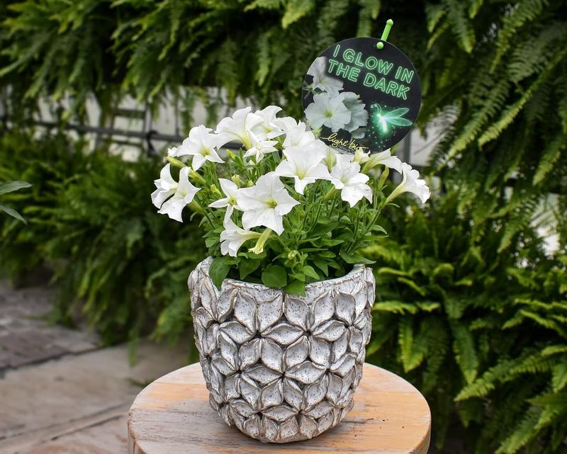 The Emotional And Lifestyle Appeal Of Glowing Plants