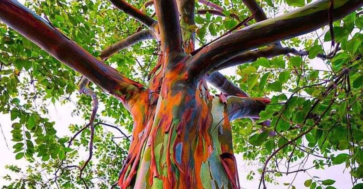 Where To Find Rainbow Eucalyptus Trees In The Warmest Growing Zones Of Texas